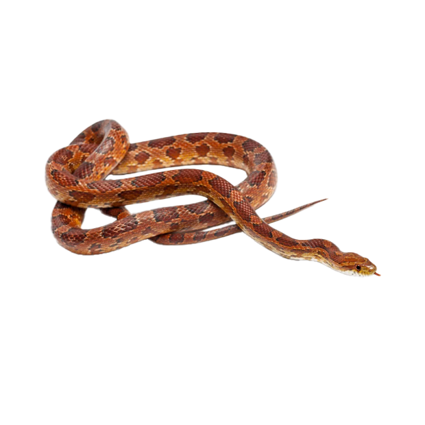 Imagem do peixe Cornsnake